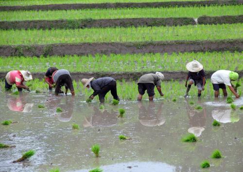 Trabajo en el arrozal, fotografía de Javier del Valle Melendo.